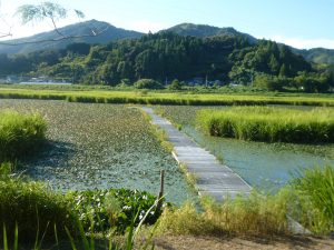 調整池（メダカ池）