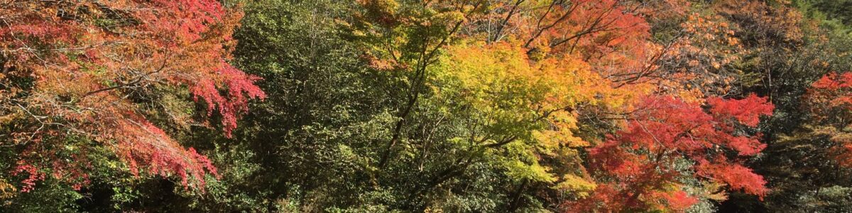 大野見